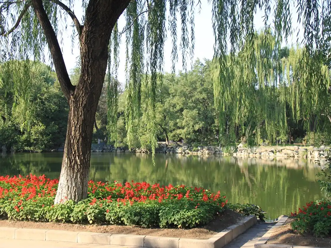 Willow trees and red flowers beside a lake in Beijing