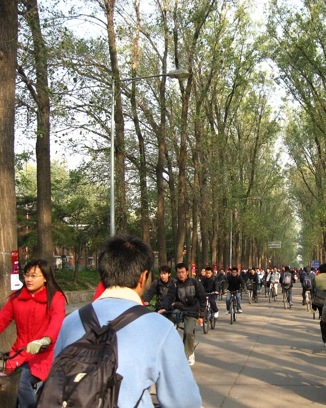 Students cycling to class along a tree-lined avenue at Tsinghua University
