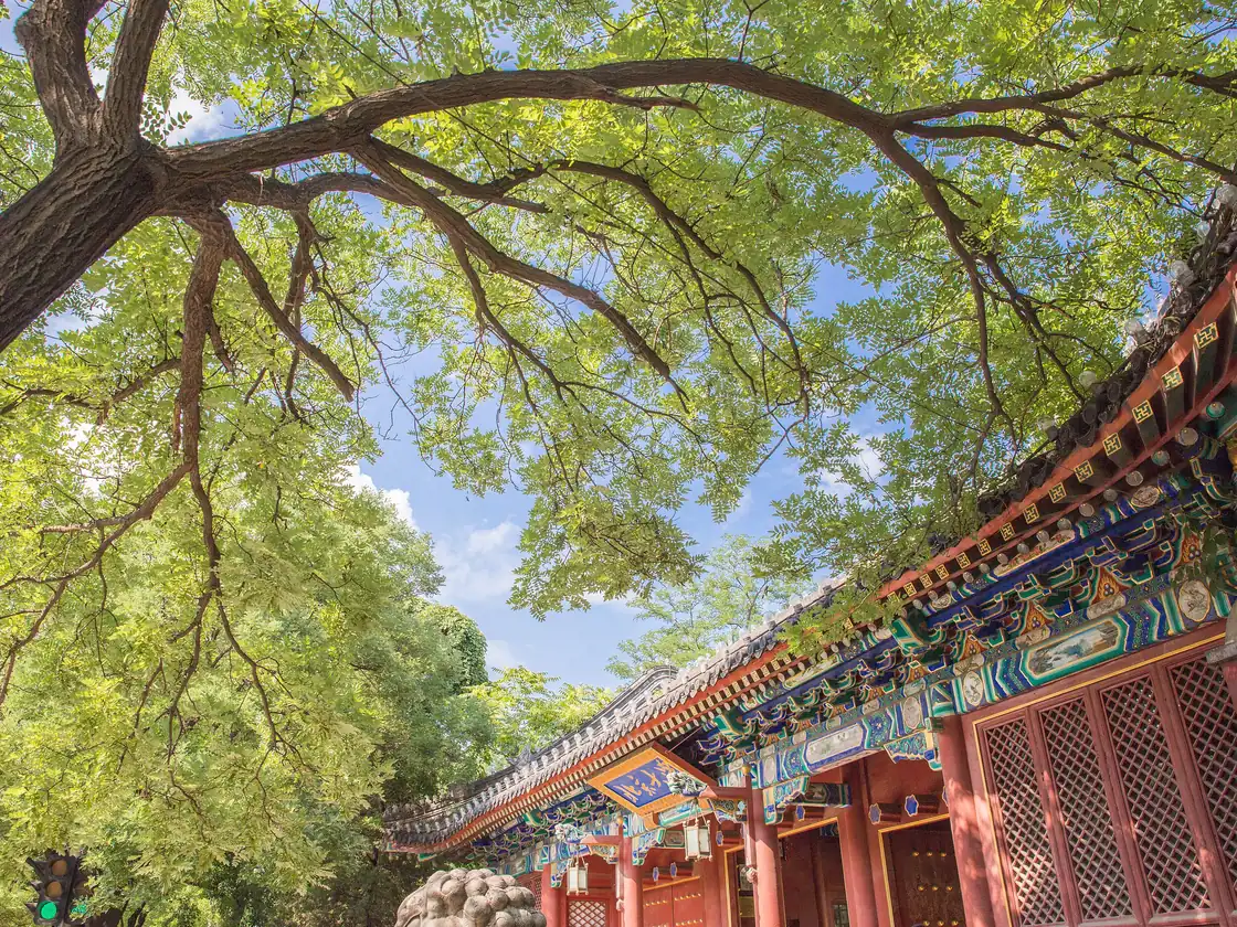 The traditional red-and-gold West Gate of Peking University framed by trees